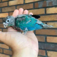 گرینچیک تراکوییس نرمال