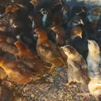 فروش انواع جوجه های یک روزه تا یک ماهه|حیوانات مزرعه|خاش, |دیوار