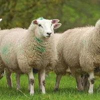 بره و نر زنده برای قربانی