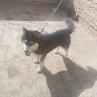 سگ عاصکی|سگ|سیاخ دارنگون, |دیوار