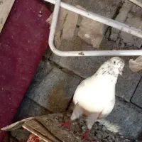 کبوتر ساعتی