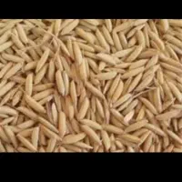 چلتوک زیر کامپاین