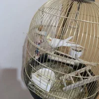 عروس هلندی سخنگو