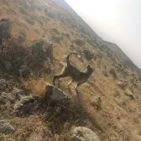 توله ۵ ماهه کمیاب از نژاد تخماق|سگ|مشگین شهر, |دیوار