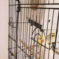 فروش دو عدد عروس هلندی نر و ماده|پرنده|دهگلان, |دیوار