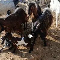 18رآس بز جوان داشتی کهره دار