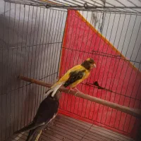 قناری نر مست، عروس هلندی