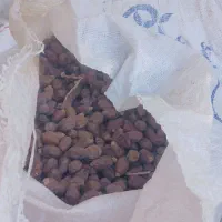 خرما سعمران|حراج|شادگان, |دیوار
