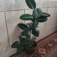 گل فیکوس زیبا|گل و گیاه طبیعی|شهرکرد, |دیوار