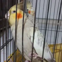 عروس هلندی|پرنده|ری, سیزده آبان|دیوار