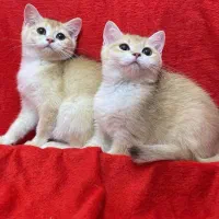 بریتیش شورت هیر و لانگ هیر|گربه|کرج, جهان‌شهر|دیوار