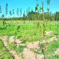 فروش استثنایی باغ سند دار در نمین معاوضه با خودرو|فروش زمین و ملک کلنگی|نمین, |دیوار