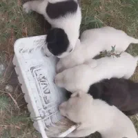 واگذاری توله پا کوتا