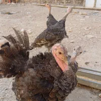 بوقلمون 4ماهه