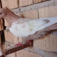 کفتر بهبهانی