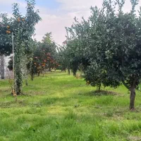 زمین چهار دیواری باغ پرتقال  ویلایی