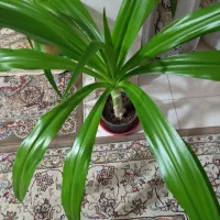 گل فروش خانگی(اشک ملکه)|گل و گیاه طبیعی|ابریشم, |دیوار