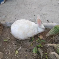 خرگوش جفت نروماده آماده قبراق|موش و خرگوش|شیراز, اصلاح‌نژاد|دیوار