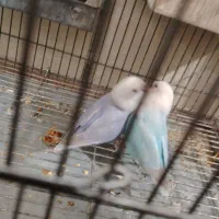 طوطی کوتوله.طوطی برزیلی.گرینچک. عروس هلندی