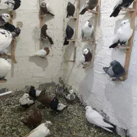 بهبهانی،جلو مشتری هوا میکنم