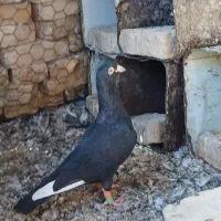 کبوتر