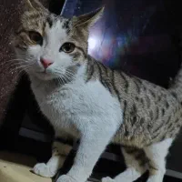 گربه گم شده در انتظار صاحب اصلی خودش|گربه|سیرجان, |دیوار