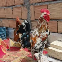 مرغ|حیوانات مزرعه|مرند, |دیوار