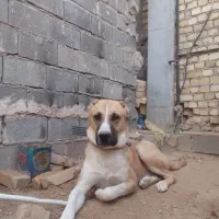 واگذاری سگ خراسان