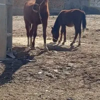 اسب و کره اسب