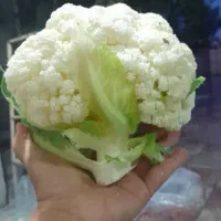 کلم درجه یک