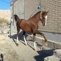 نریان برای کشش