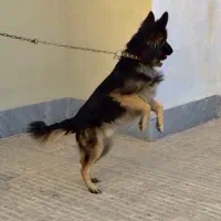 سگ ژرمن نر فروش یا معاوضه با گوشی یا دوچرخه|سگ|کرمان, |دیوار