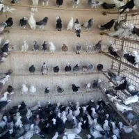 کفتر به شرط