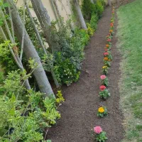 هرس درختان سم پاشی بیل زنی وگلگاری|خدمات باغبانی و درختکاری|تبریز, |دیوار