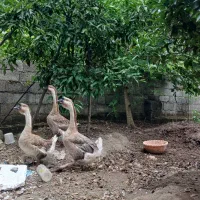 غو قاز آفریقایی نژاد اصل
