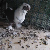 کفتربلژیکی|پرنده|تهران, جوانمردان (اندیشه)|دیوار