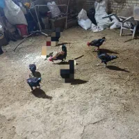 خروس|حیوانات مزرعه|حمیدیه, |دیوار