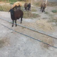 میش بره دار