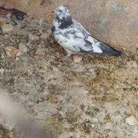 کفترهای پاکستانی|پرنده|تهران, جیحون|دیوار