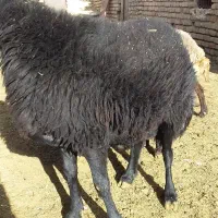 قوچ کار هترو قره قزل|حیوانات مزرعه|باغ حلی, |دیوار