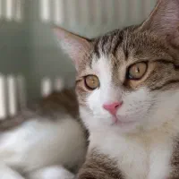 واگذاری رایگان گربه ، سرپرستی رایگان گربه