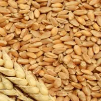 گندم برای فروش