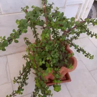 کراسولا خرفه ای و آگاو