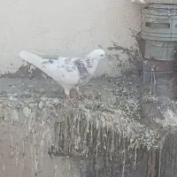 کفتر هما|پرنده|تهران, مشیریه|دیوار