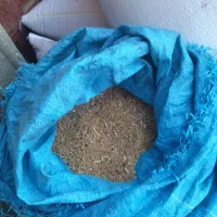 مقدار700کیلو گندم روشن کل دیم