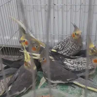 عروس هلندی بالغ و آماده.متن رو کامل بخونید|پرنده|کرج, کیانمهر|دیوار