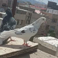 ۶تاحیون غریب گیری درجه یک مسافتی و پرشی
