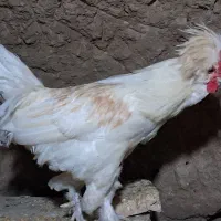 خروس سفید|حیوانات مزرعه|کاشان, میدان کهنه|دیوار