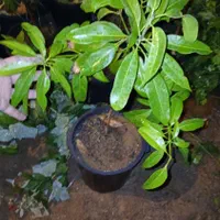 نهال انبه پیوندی سطلی سه ساله|گل و گیاه طبیعی|شیراز, انجیره|دیوار