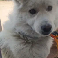 سگ خانگی|سگ|خرمآباد, |دیوار